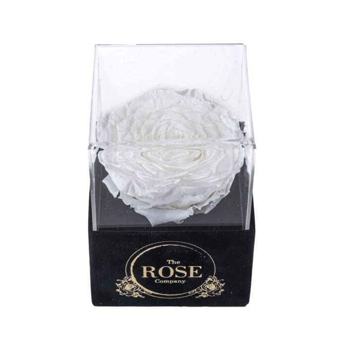 NEW ακρυλικό μαύρο βελούδινο mini κουτί με XL λευκό τριαντάφυλλο